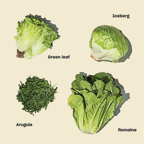 lettuce slang.